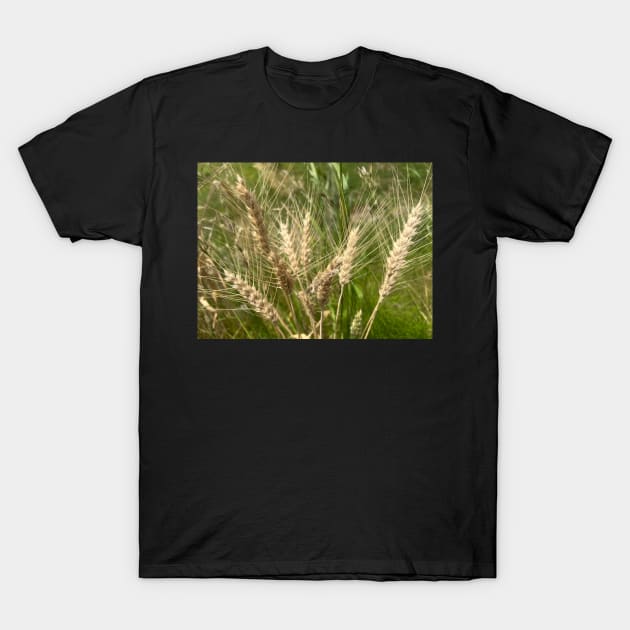 Be Generous with Wheat and Grain for the World T-Shirt by Photomersion